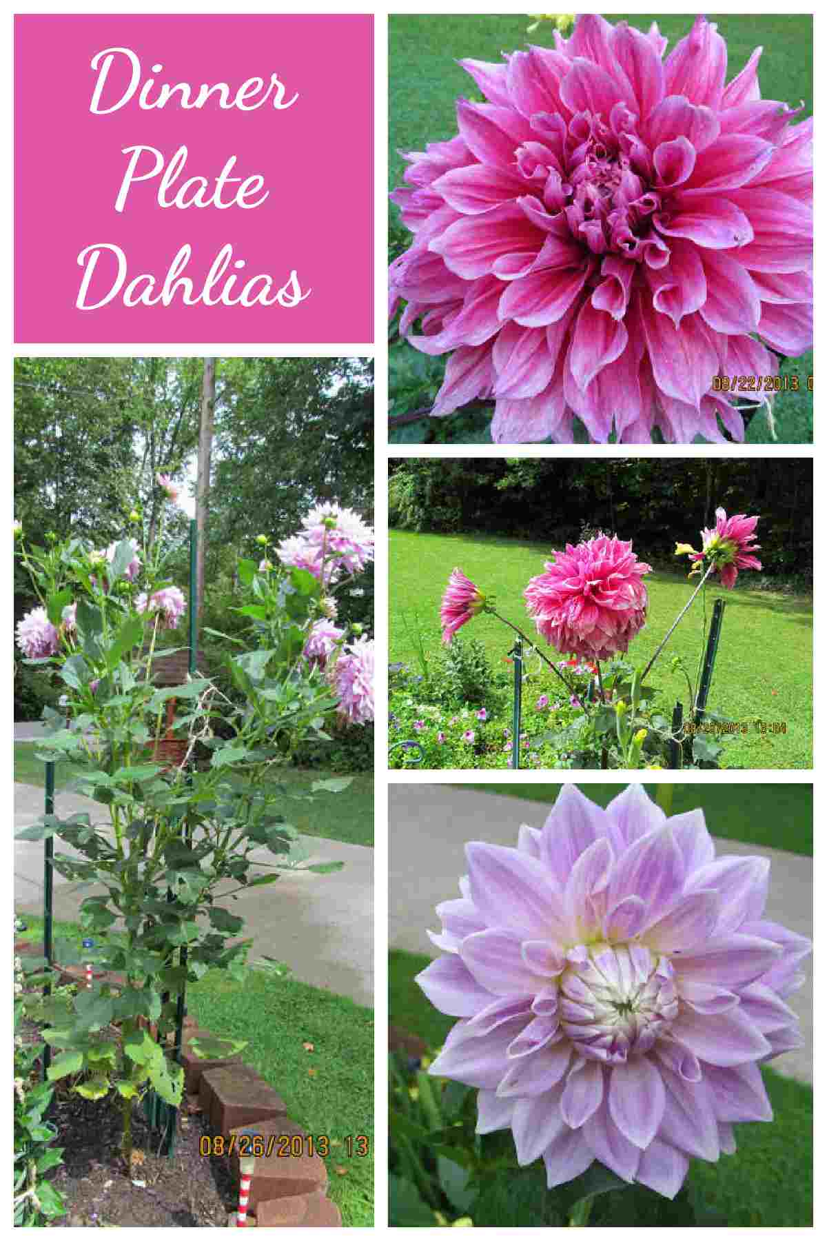 Collage with large flowers and words dinner plate dahlias.