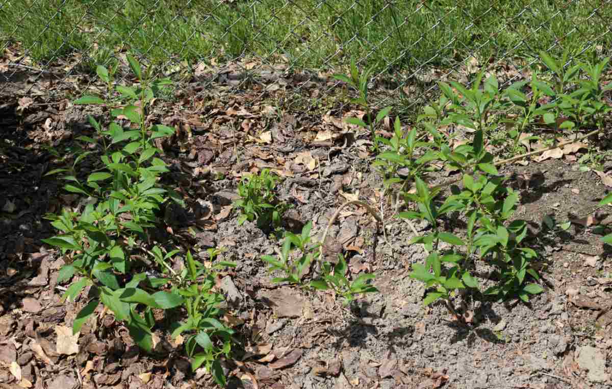 Small plants to fill in a hedge row.