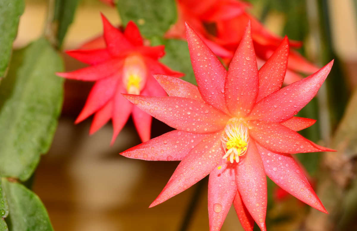 Wet blooms of Easter cactus.