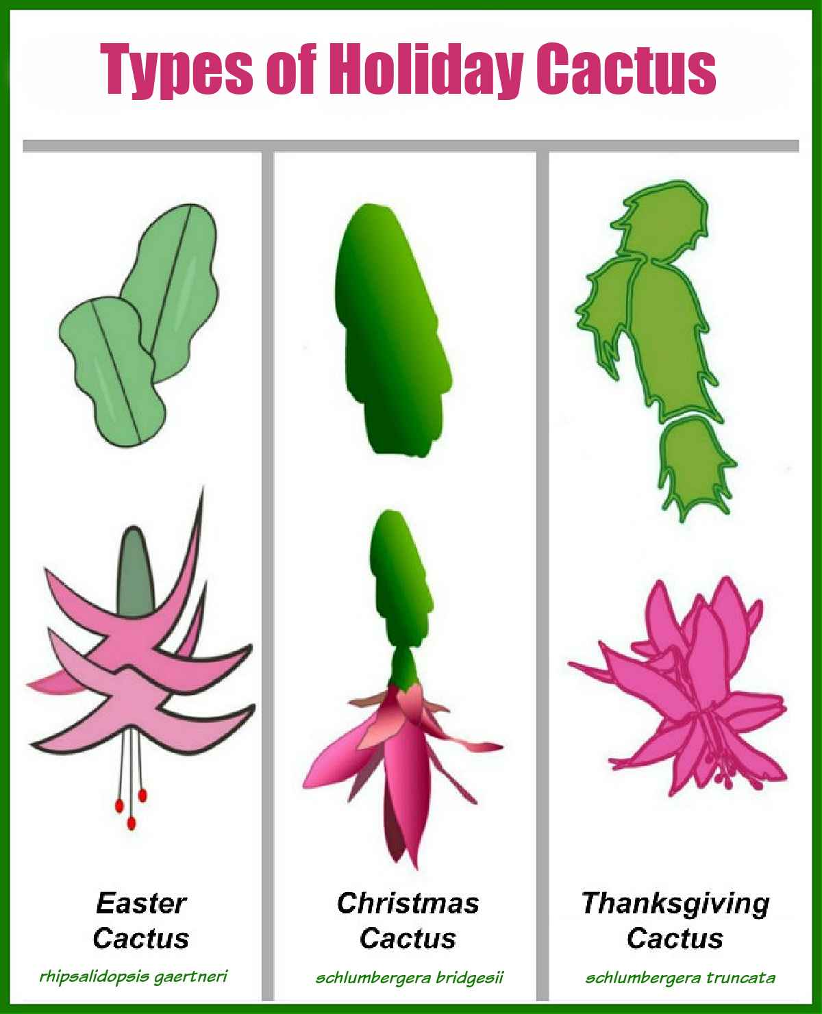 Leaves and flowers with words Types of Holiday Cactus.