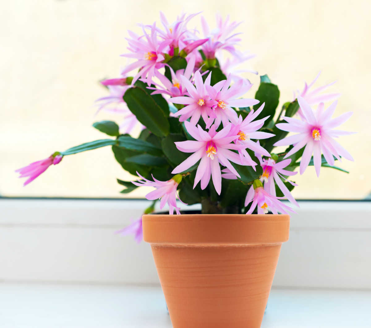 Easter cactus in a clay pot.