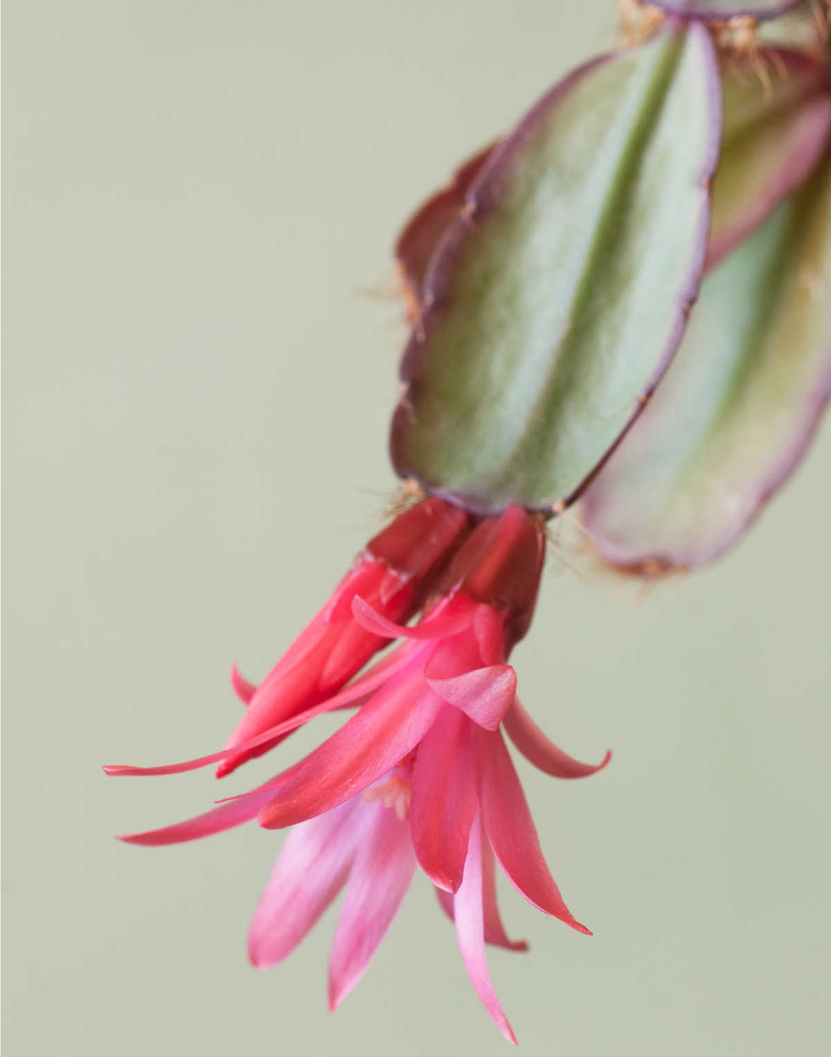 Flattened stem and flower of rhipsalidopsis gaertneri .