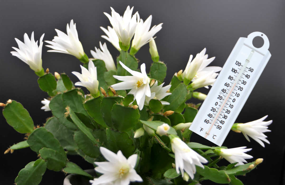 White Easter cactus in bloom with thermostat showing ideal temperatures.