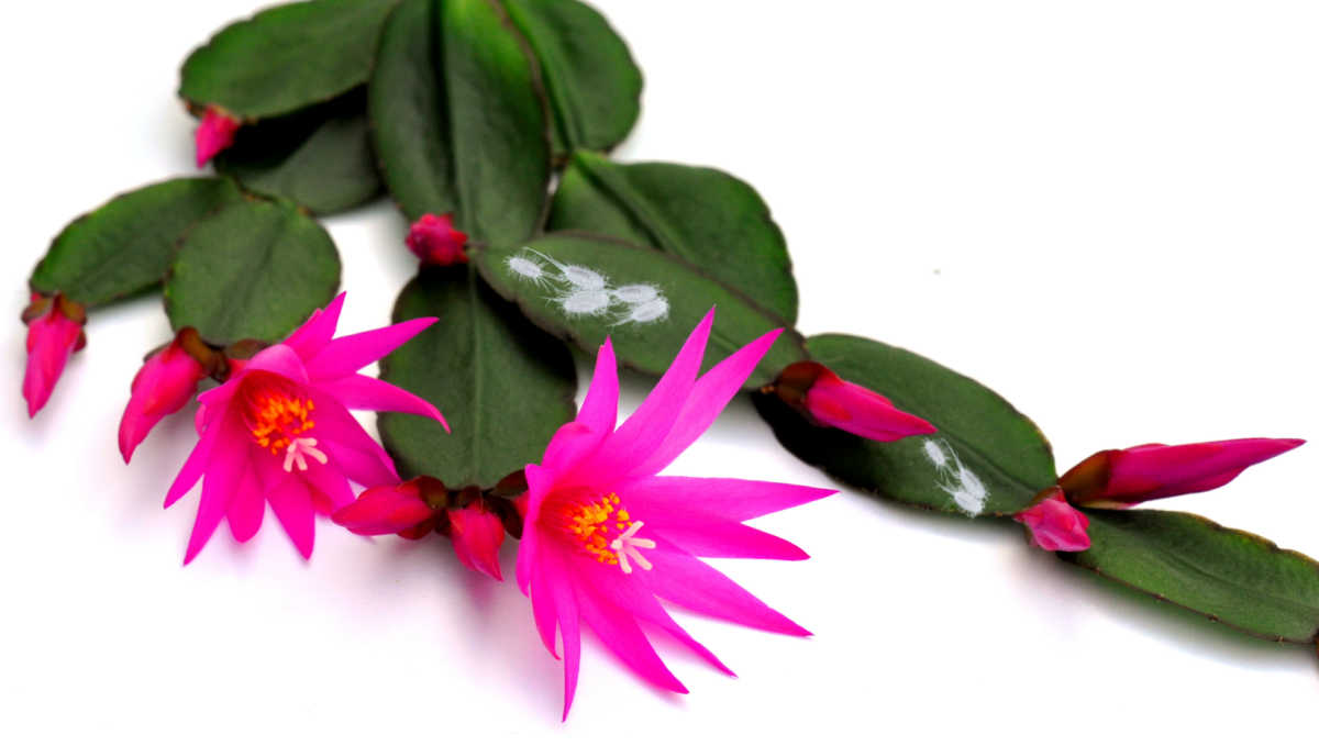 Mealy bugs on an Easter cactus.