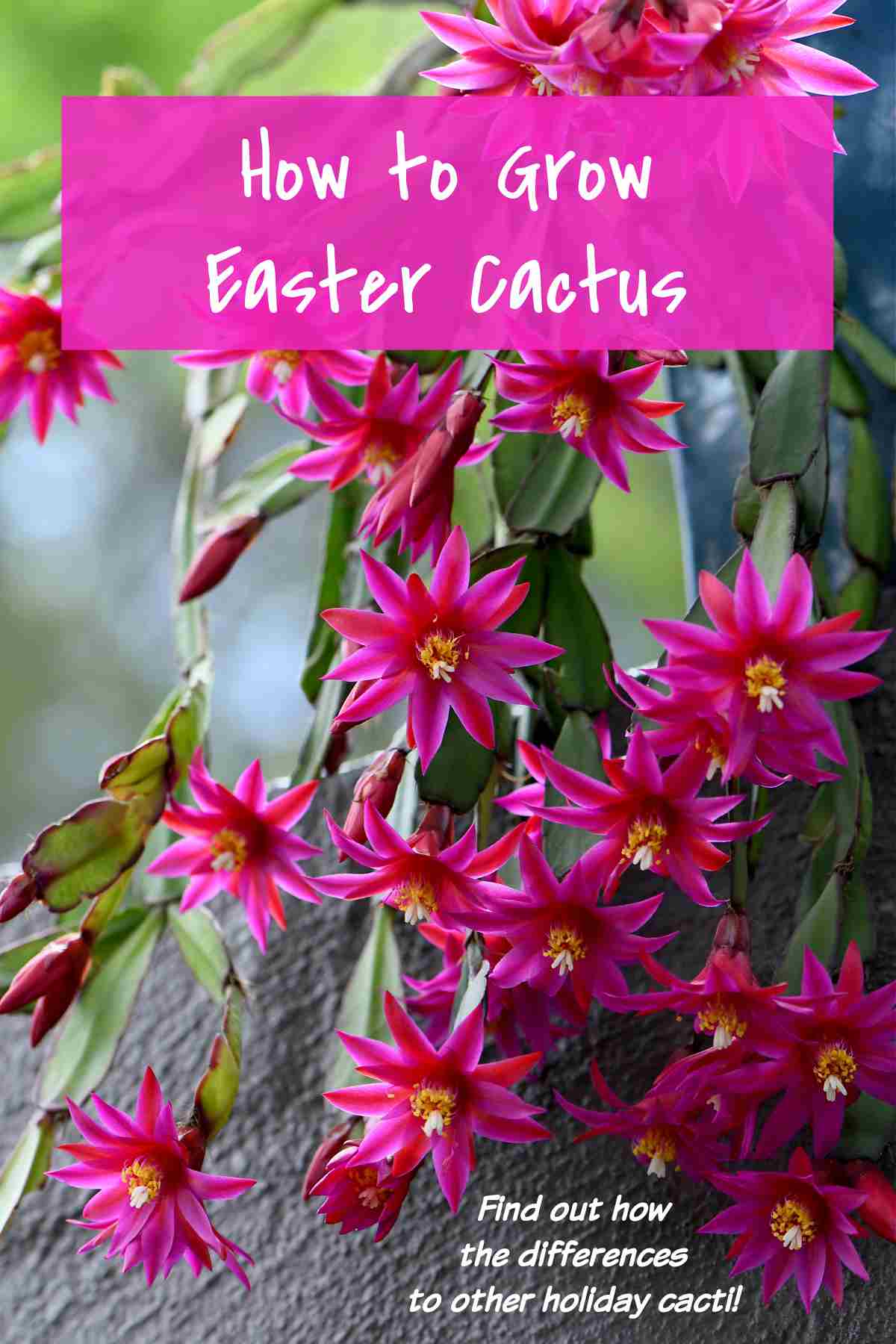 Blooms of pink rhipsalidopsis gaertneri and words How to grow Easter cactus.