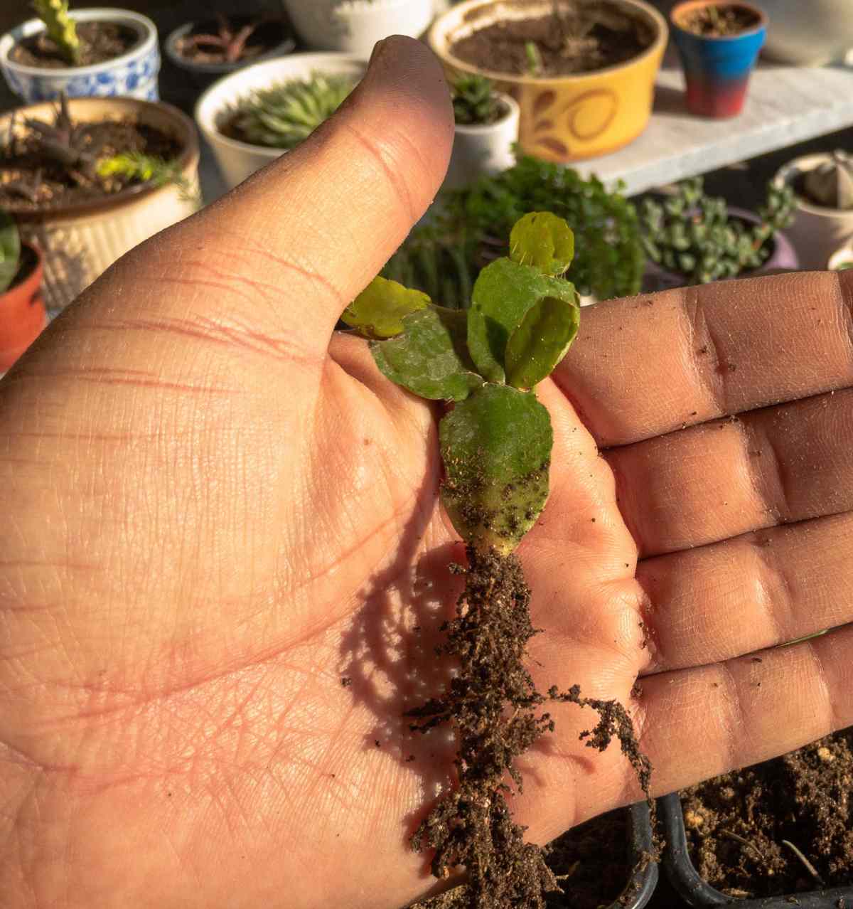 Stem cuttings of a rhipsalidopsis gaertneri.