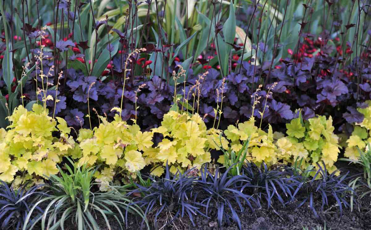 Black mondo grass and dark heuchera with a yellow group of plants in the center.