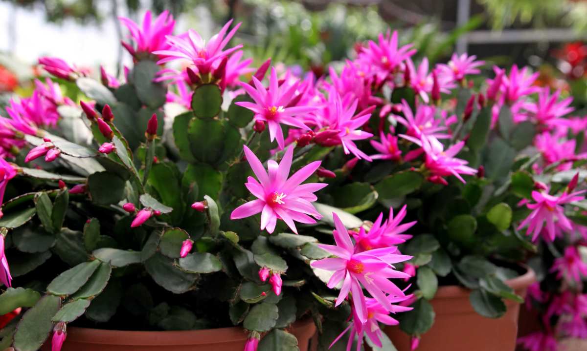 Easter Cactus – Rising Rhipsalidopsis Gaertneri