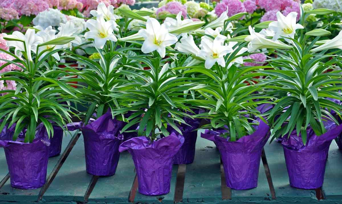 Commercial Easter lilies with purple wrappers.