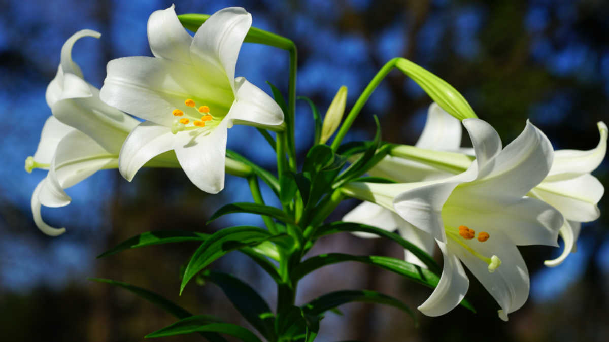 Easter Lily – Caring for & Rising Lilium Longiflorum