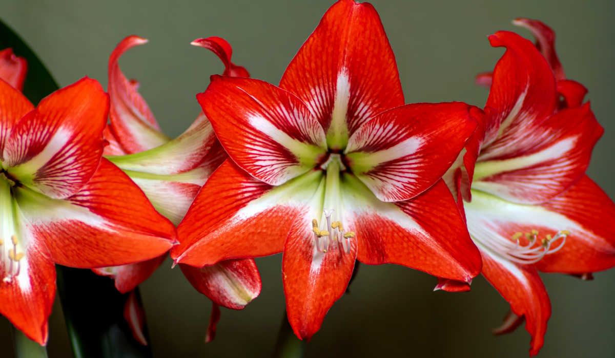 Rising Amaryllis Indoors – Data to Forcing Amaryllis Bulbs