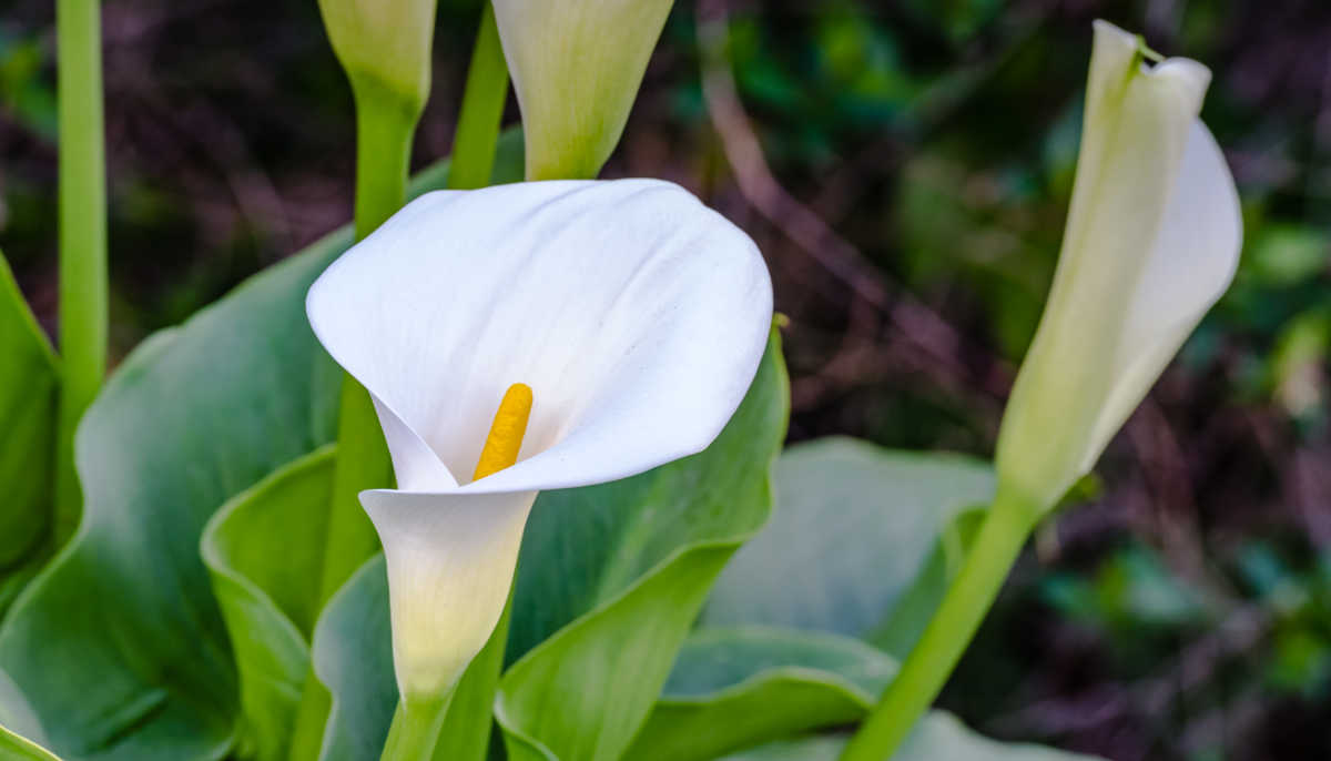 Rising Calla Lilies – How one can Develop and Propagate Zantedeschia sp.