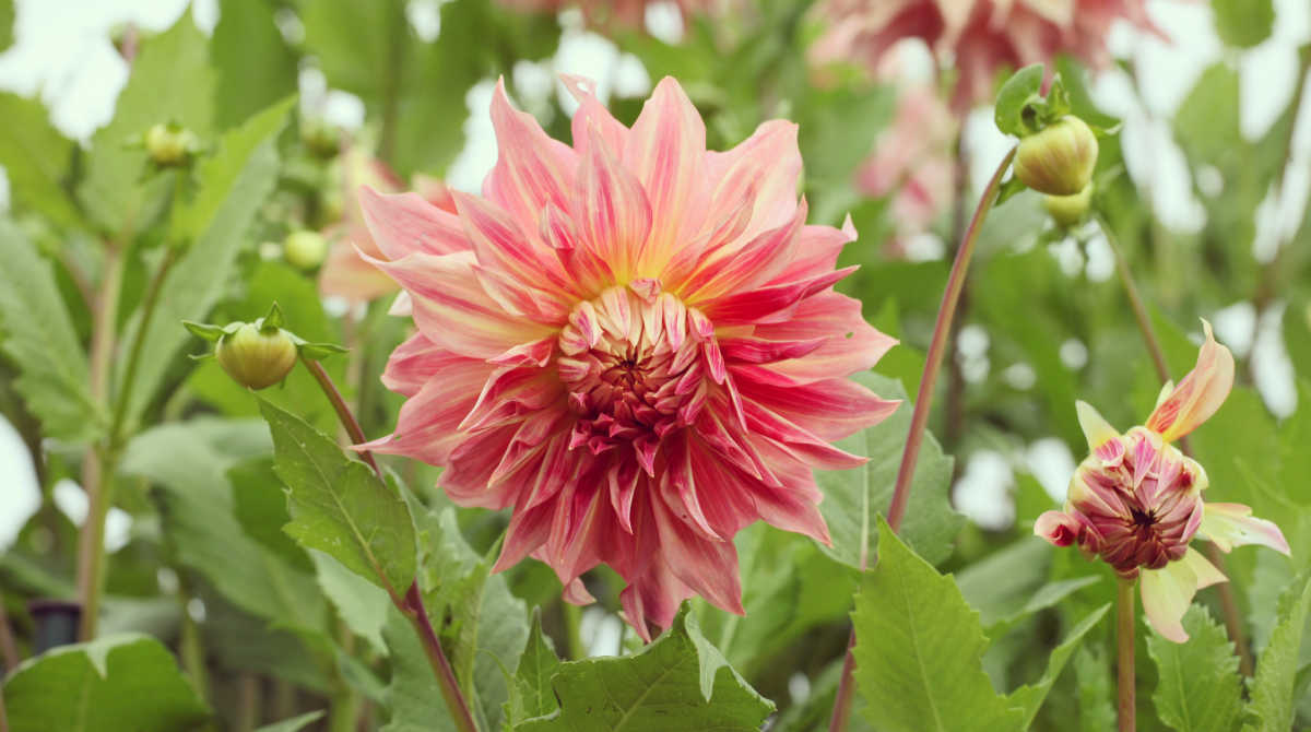 Large dinnerplate dahlia called Penhill Watermelon.