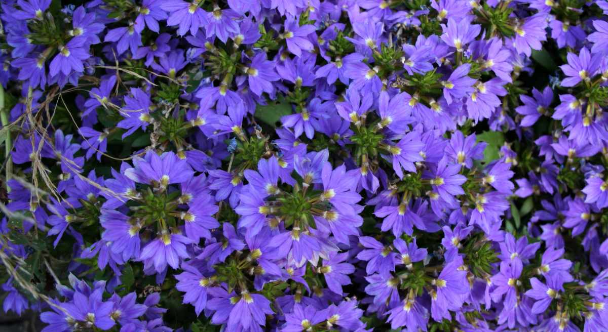 Rising Fan Flower – Scaevola Aemula