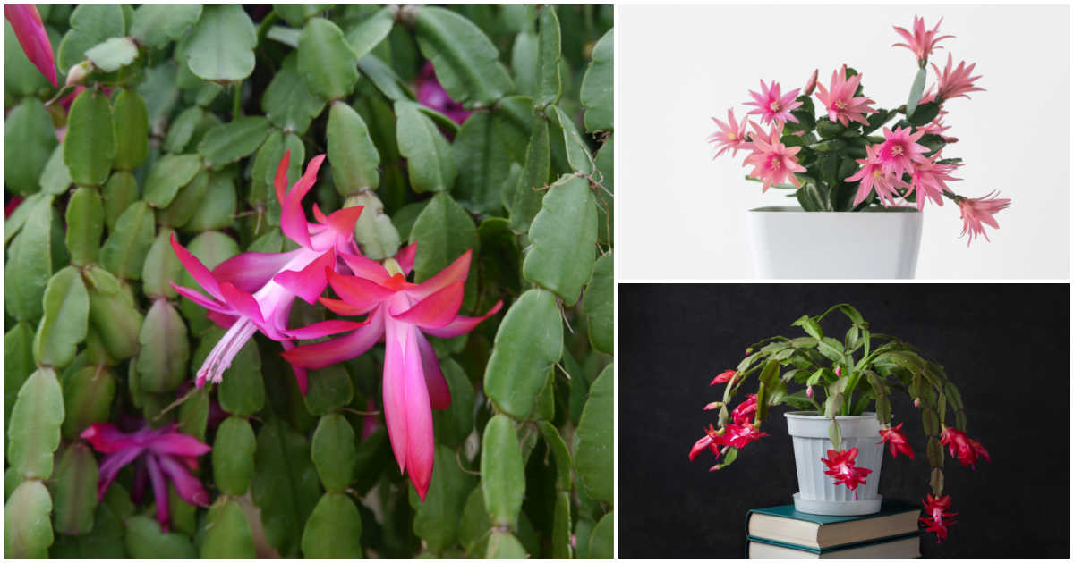 Christmas cactus, Easter cactus and Thanksgiving cactus in a collage.