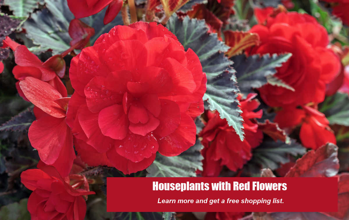 Red begonia flowrs with words Houseplants with red flowers - Learn more and get a free shopping list.