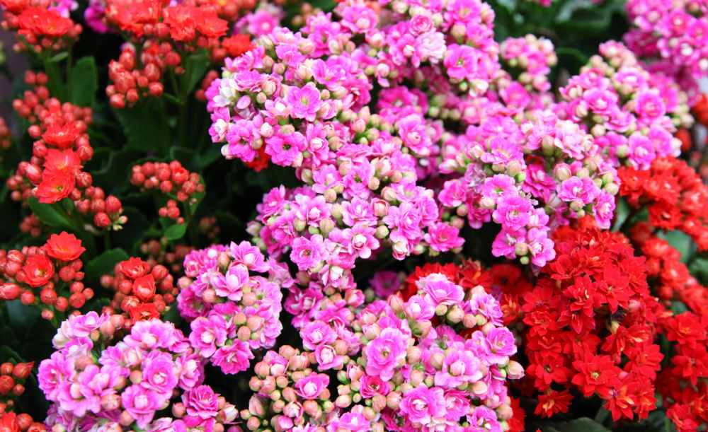 Kalanchoe Blossfeldiana Care – Flaming Katy