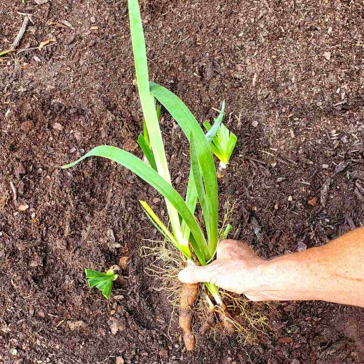 Data to Transplanting Iris – Be taught When to Divide Irises