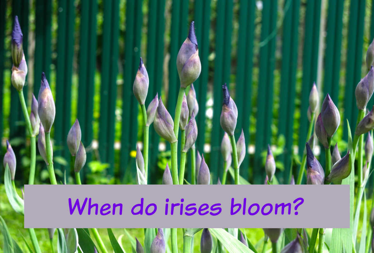 Iris buds in a row with text reading When do irises bloom?