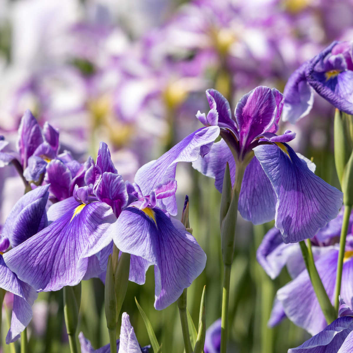 How one can Develop Irises – Info to Planting, Care and Pruning Iris