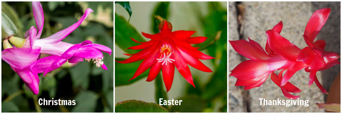 Trip Cactus Kinds – Christmas, Thanksgiving, Easter Cactus