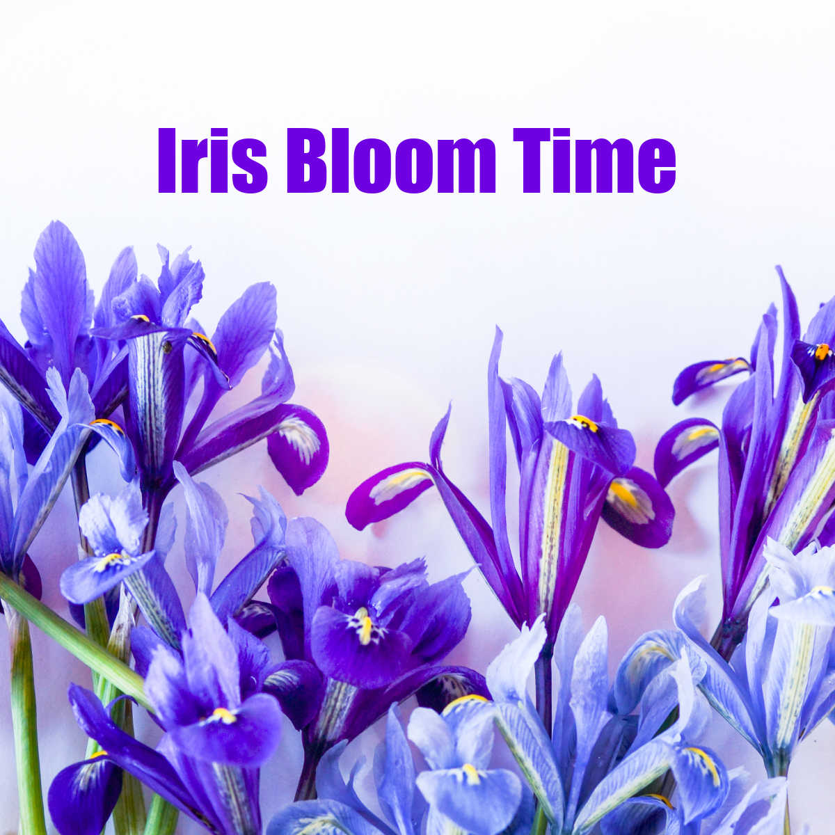 When do Irises Bloom – Blooming Season