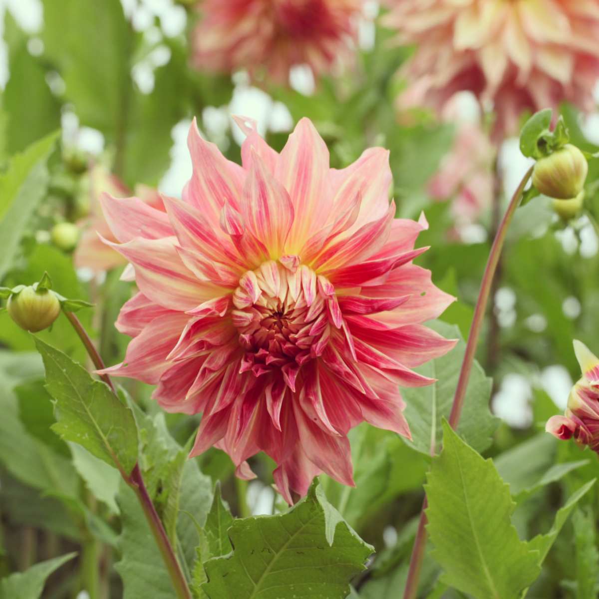 Rising Dinner Plate Dahlias – Varieties