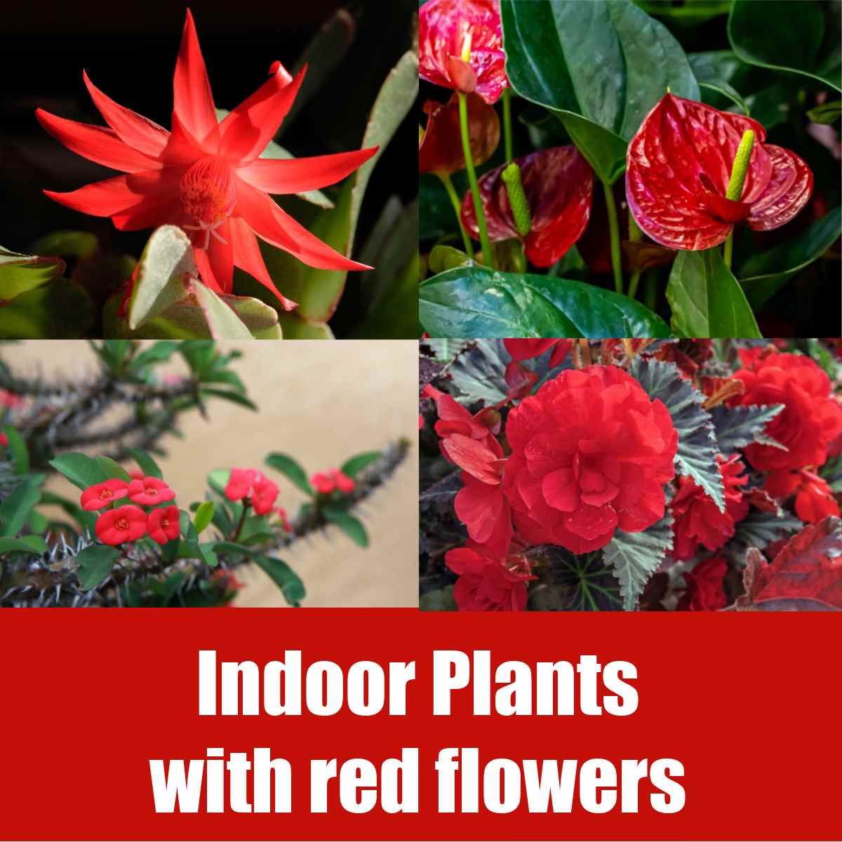 Indoor Crops with Pink Flowers