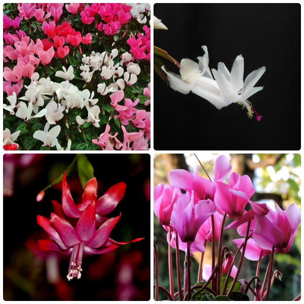 Seasonal Vegetation – two of my favorites: Cyclamens and Christmas Cactus